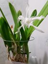 Laelia lobata var. alba 'Plena' AMJOS